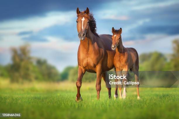 Mare And Foal Stock Photo - Download Image Now - Horse, Foal - Young Animal, Mare