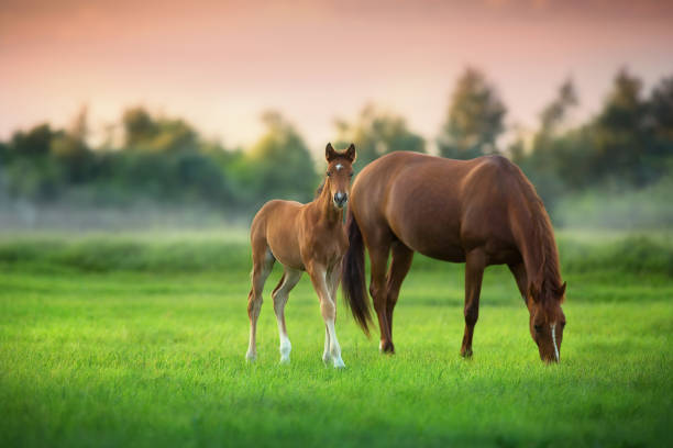 Mare and foal Red mare and foal on green pasture on fog morning colts stock pictures, royalty-free photos & images