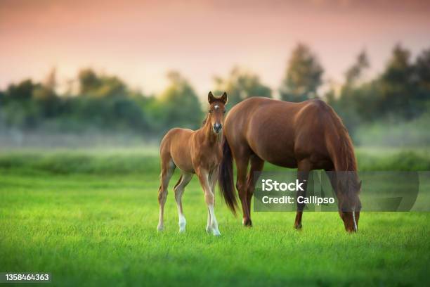 Mare And Foal Stock Photo - Download Image Now - Horse, Foal - Young Animal, Mare