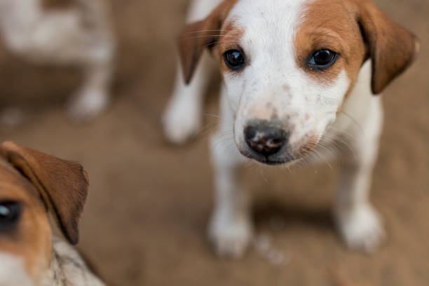 Pariah is a common breed of adorable Indian stray dogs. Picture is of a 40 days old female puppy dog. Meta Data. F/2, SS 1/1600, ISO 200, 35mm