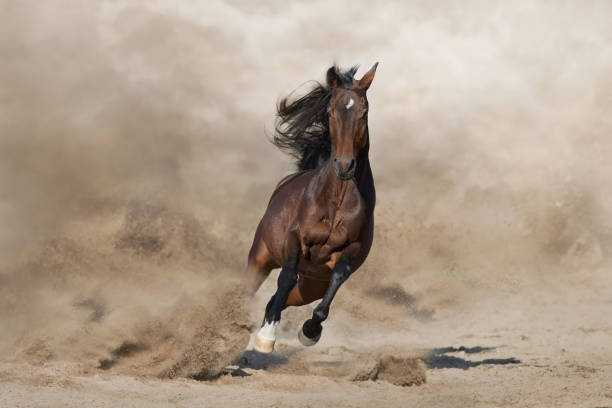 Bay horse free run in desert