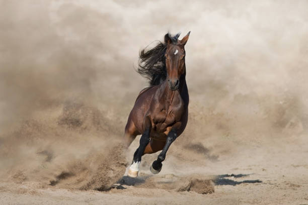 Bay horse free run in desert Stallion with long mane run fast against desert dust gallop animal gait stock pictures, royalty-free photos & images