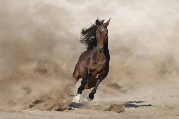 Photo of Bay horse free run in desert