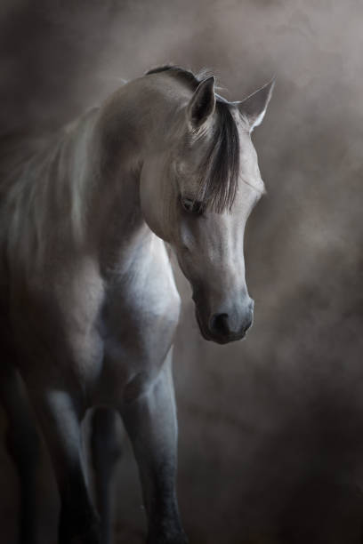 istock White beautiful arabian stallion 1358464525