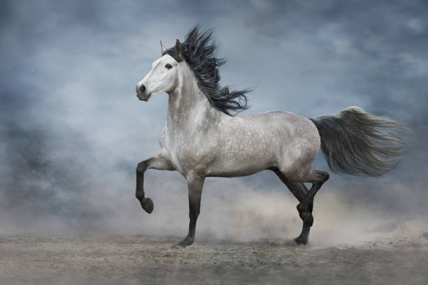 istock White horse trotting 1358464531