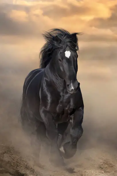 Photo of Black draft horse in desert