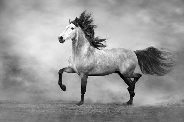 istock White horse trotting 1358464535