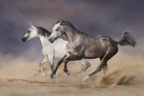 istock Horse herd run in desert 1358464542