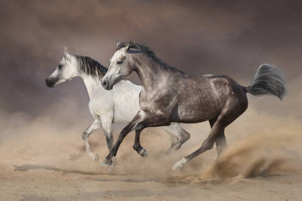 istock Horse herd run in desert 1358464543