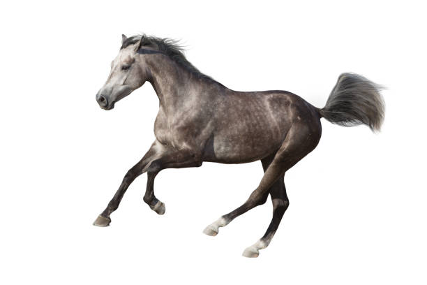istock Horse run gallop isolated 1358464547