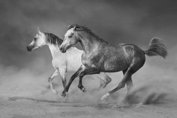 istock Two horse run in desert. Black and white 1358464554
