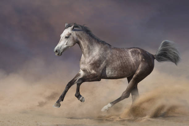 istock Horse free run in sand 1358464556