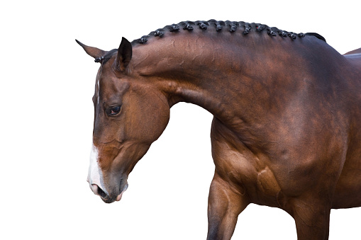 In a stable of purebred horses, a dark-haired horse with its mane combed with small braids is ready to parade.