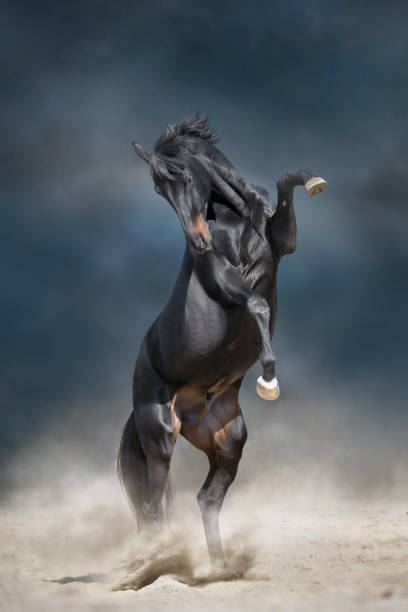 istock Black horse rearing up 1358464561