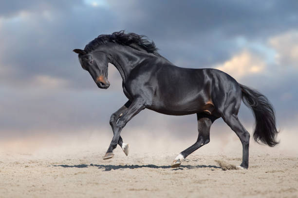 istock Beautiful black horse in motion 1358464575