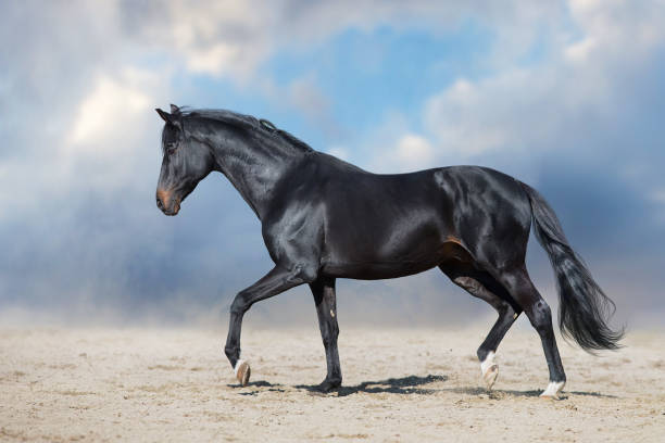 istock Horse with long mane run  in desert dust 1358464581