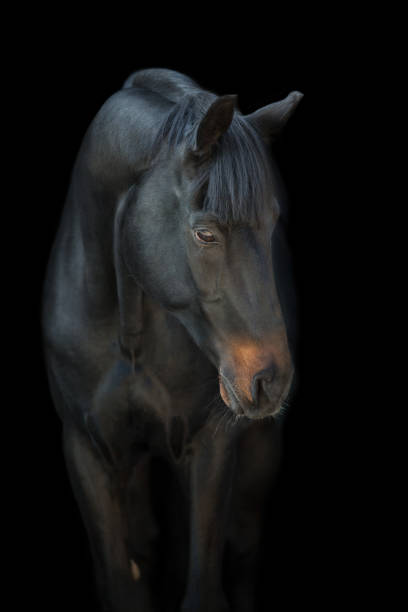 istock Beautiful horse portrait 1358464590