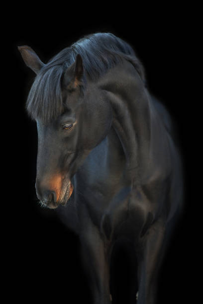 istock Beautiful horse portrait 1358464592