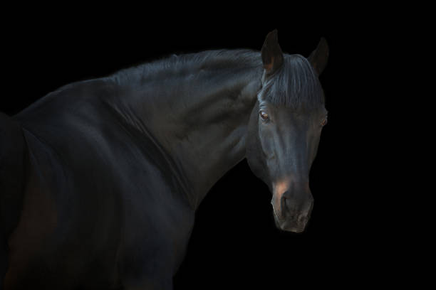 istock Beautiful horse portrait 1358464604