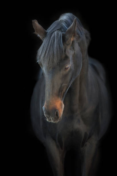 istock Beautiful horse portrait 1358464605