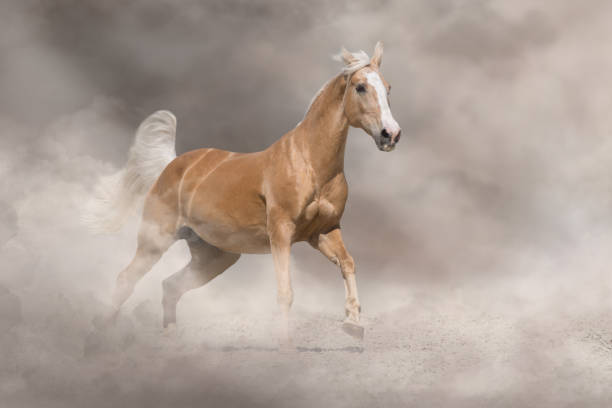 horse run free in desert - palomino imagens e fotografias de stock