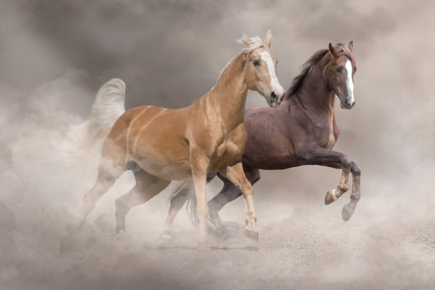 istock Horse herd run free in desert 1358464618