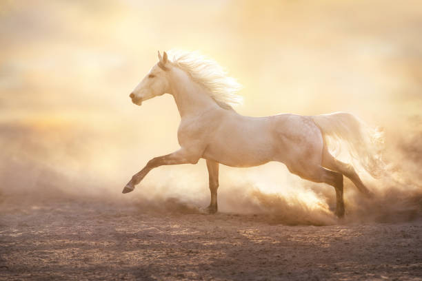 istock White horse with long mane run in sunset desert 1358464620