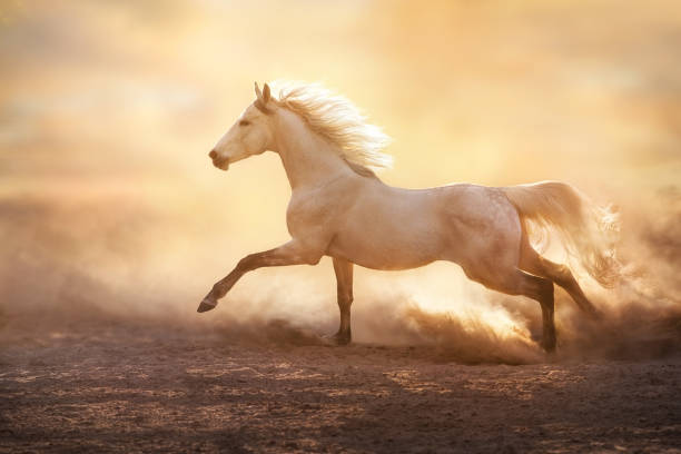 weißes pferd mit langem mähnenlauf in der wüste bei sonnenuntergang - western europe fotos stock-fotos und bilder