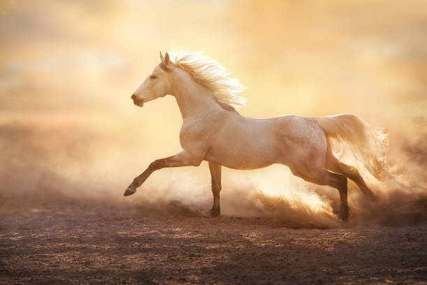 white horse with long mane run in sunset desert - horse family imagens e fotografias de stock