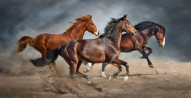 los caballos corren libremente en polvo arenoso - stallion fotografías e imágenes de stock