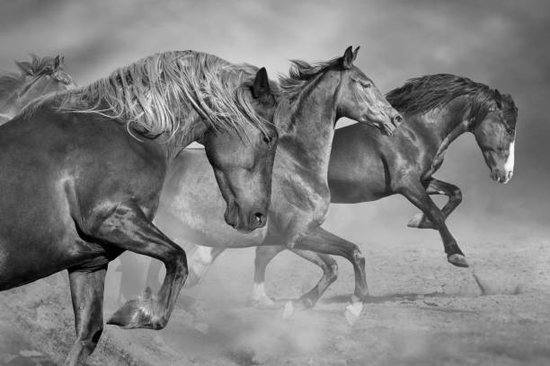istock Horses run in desert 1358464641