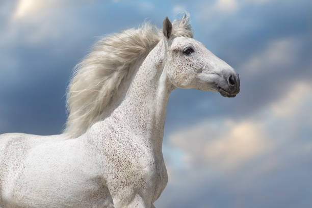 istock White horse with long mane portrait 1358464643