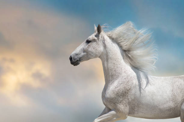 istock White horse with long mane portrait 1358464651