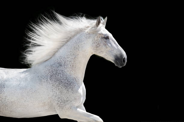 istock White horse with long mane free run 1358464654