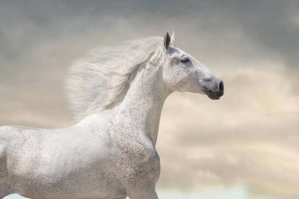 istock White horse with long mane portrait 1358464666