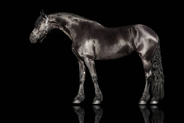 istock Frisian horse exterior isolated 1358464668