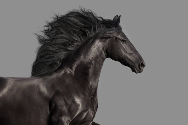 istock Frisian horse portrait isolated 1358464677
