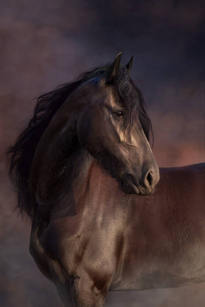 istock Frisian horse at sunset light 1358464679