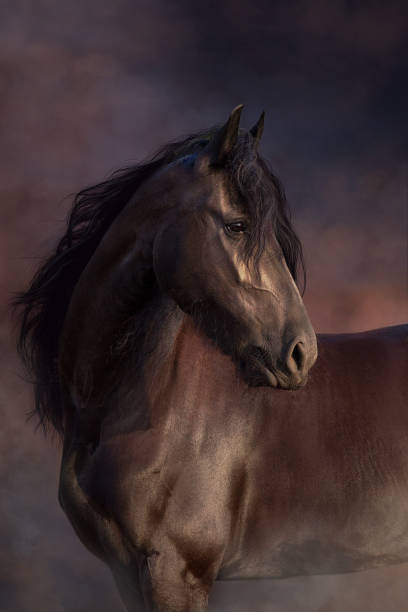 фризская лошадь на закате - horse black stallion friesian horse стоковые фото и изображения