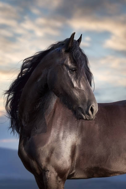 portrait de cheval noir - horse black stallion friesian horse photos et images de collection