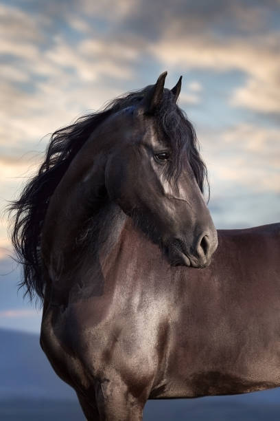 портрет черной лошади - horse black stallion friesian horse стоковые фото и изображения