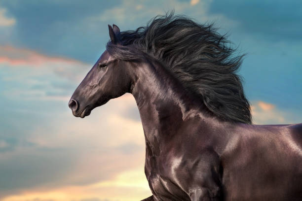 фризская лошадь с длинной гривой - horse black stallion friesian horse стоковые фото и изображения