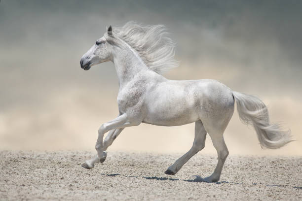 istock Horse free run in desert 1358464694