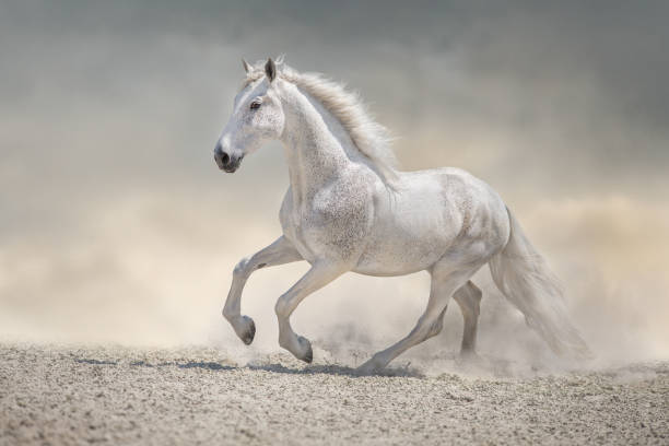 istock Horse free run in desert 1358464695