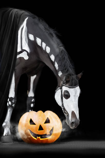 portrait de cheval squelette sur noir avec citrouille helloween - horse black stallion friesian horse photos et images de collection