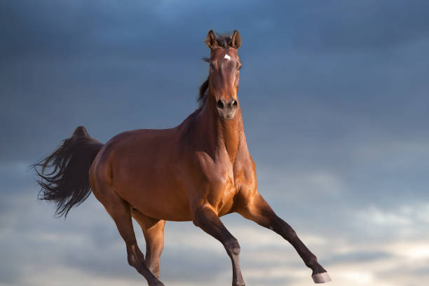 гнедой конь бежит против голубого неба - horse black stallion friesian horse стоковые фото и изображения