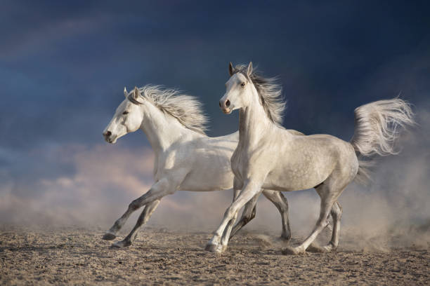 istock Horse herd run in desert 1358464704