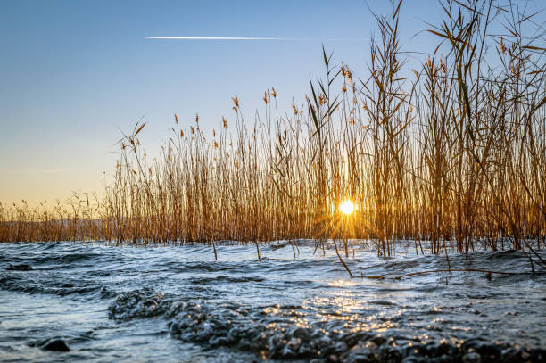 Beauty in nature with scenic view of a sunset over Ohrid lake in North Macedonia - with sunbeams going through lake reed
