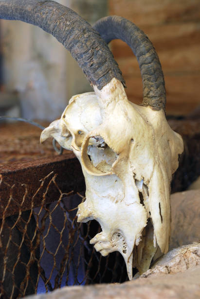 crâne d’une chèvre avec des cornes - goat skull photos et images de collection
