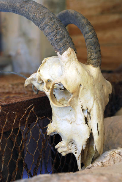 Santa Fe Style: Close-up cow (longhorn steer) skull on an adobe wall. Shot in Chimayo, NM.